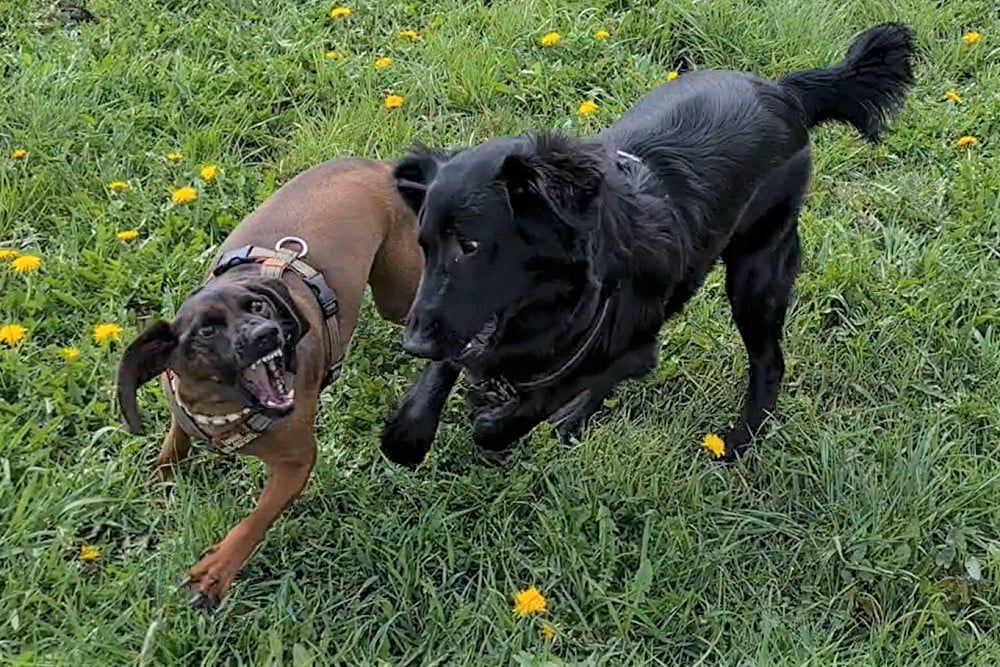 Junge Hunde werden oft von älteren Hunden in ihre Schranken verwiesen