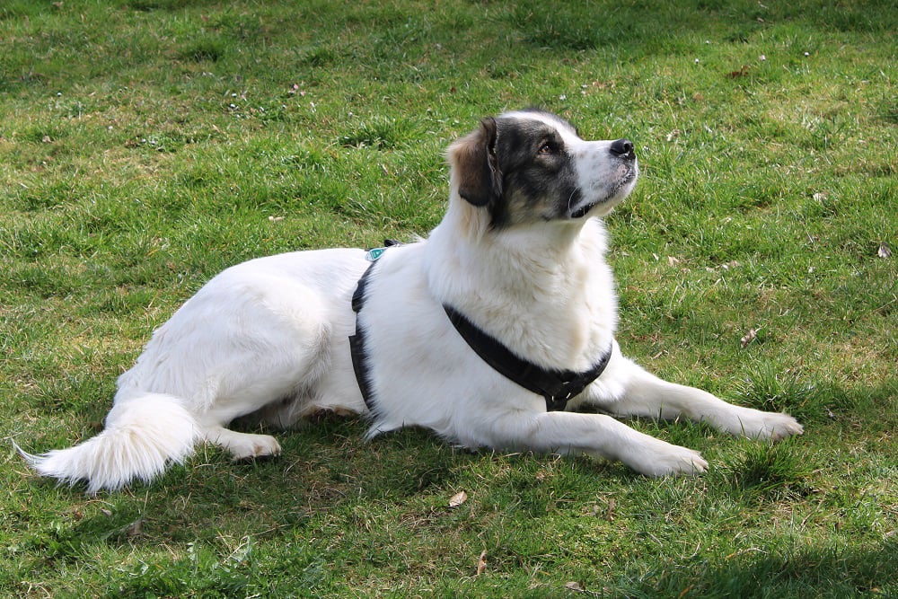 Herdenschutzhunde werden für den Schutz gegen Beutegreifer eingesetzt.