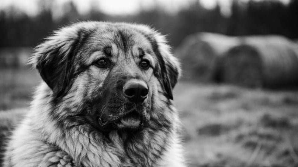 Hütehunde sind hochintelligent und wollen körperlich und geistig ausgelastet werden.