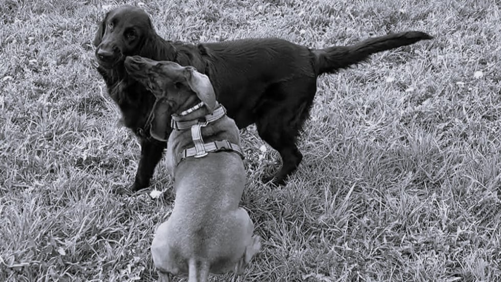 Hunde kommunizieren durch Haltung, Mimik, Rute, Ohren und Laute.