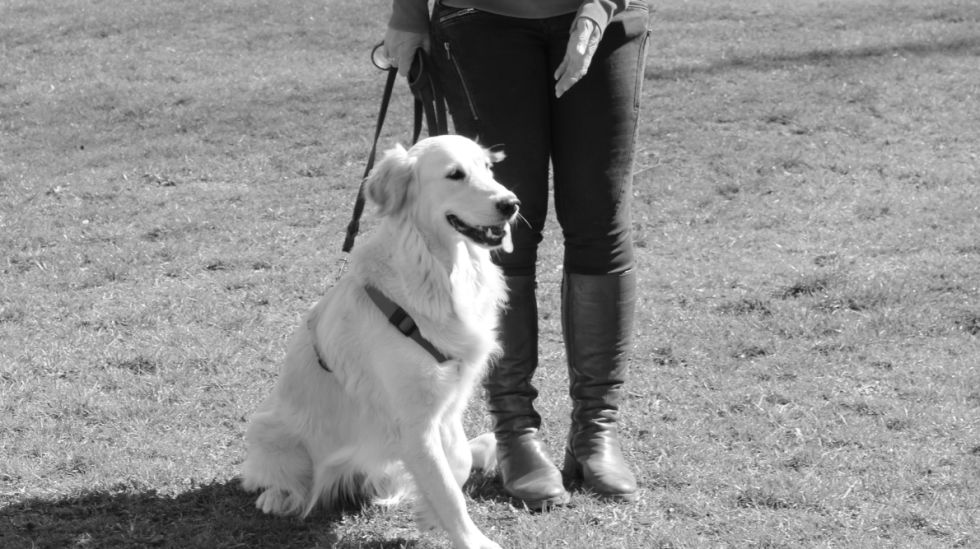 Der Hund zieht nicht an der Leine, sondern wird mit Handzeichen geführt